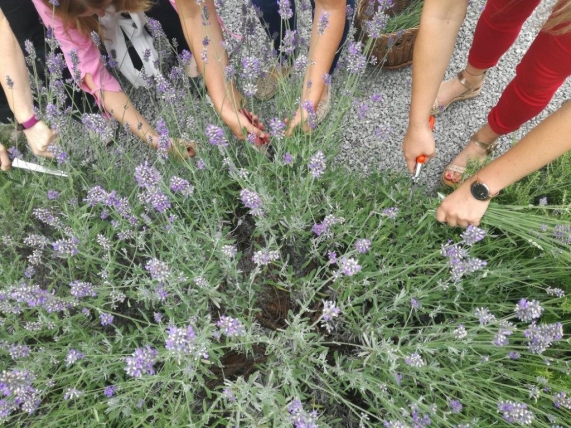 obiranje sivke na vitanestu